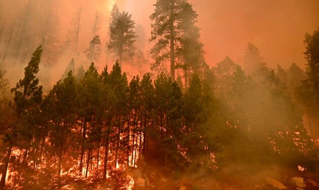 Eldorado National Forest Unveils Caldor Fire Restoration Project Assessment