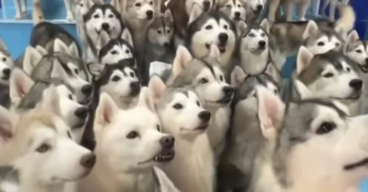 Man Arrested for DUI After 11 Dogs Escape in El Dorado County Crash