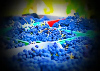 El Dorado County Wine Grape Industry Surges in 2023 with Record Harvest