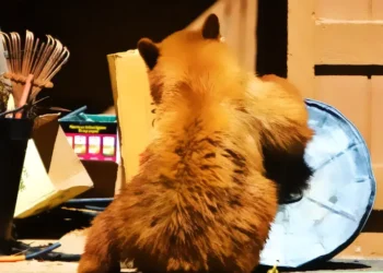 California Bill Proposes Non-Lethal Management of Rising Black Bear Population