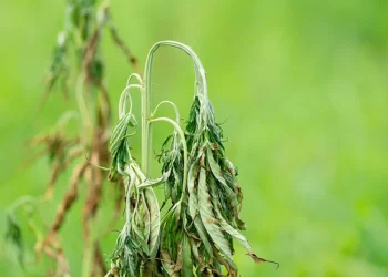 California Cannabis Industry Faces Challenges as Inactive Licenses Surpass Active Ones