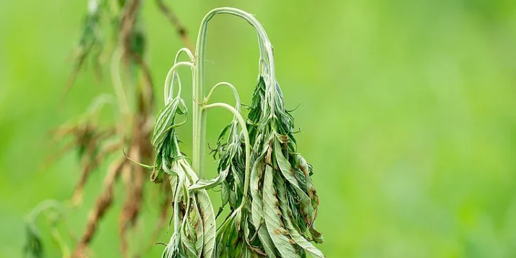 California Cannabis Industry Faces Challenges as Inactive Licenses Surpass Active Ones