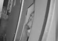 Shingle Springs resident caught a mountain lion peering through their pet door