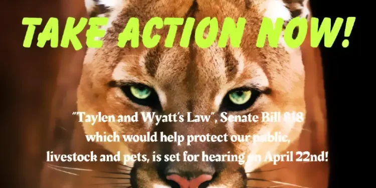 California Senate Weighs ‘Taylen and Wyatt Law’ After Fatal Mountain Lion Attack in El Dorado County