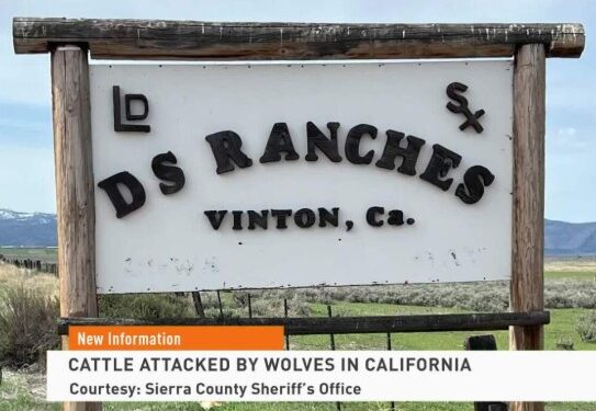 Wolves Return to Northern California: Ranchers Sound Alarm Over Livestock Losses