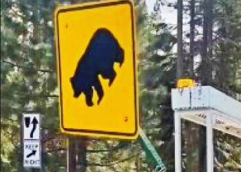 South Lake Tahoe Installs New Bear Awareness Signs Amid Rising Wildlife Collisions