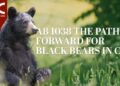 California Assembly Bill 1038 Sparks Debate Over Reinstating Bear Hounding