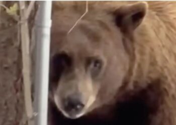 Sweet-Toothed Bear Burglarizes Tahoe Ice Cream Shop, Steals 3-Gallon Tub of Cookie Dough