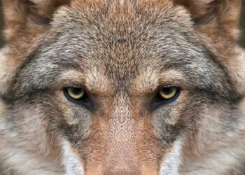 California Enhances Gray Wolf Management to Address Public Safety and Ranching Concerns