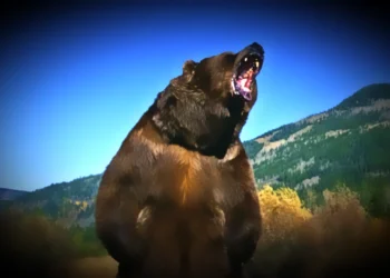 Wildlife Threats Rising in El Dorado County: Cougars, Wolves, and Grizzly Proposals Spark Alarm