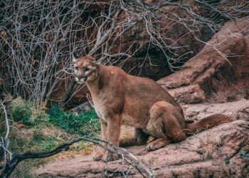 Mountain Lion Hazing Bill Withdrawn Following Fierce Debate in California Legislature