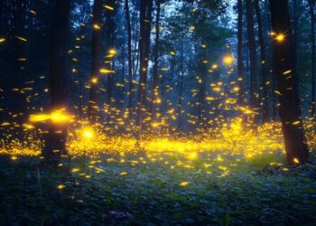 Guided by Fireflies: A Journey Through Glowing Nights Across the Globe