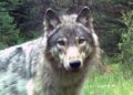 Gray Wolf Activity Spurs Emergency Declarations Across Northern California