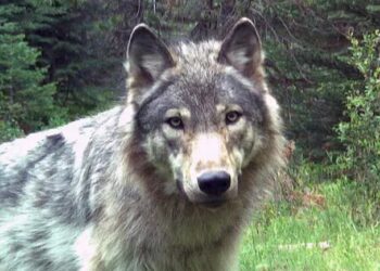 Gray Wolf Activity Spurs Emergency Declarations Across Northern California