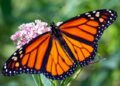 Monarch migration is underway: What El Dorado County can expect through mid-November