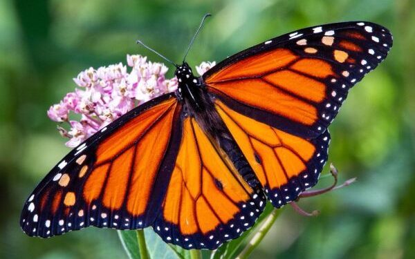 Monarch migration is underway: What El Dorado County can expect through mid-November