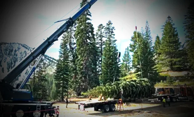 Nevada-Sierra Red Fir Begins Journey to Become U.S. Capitol Christmas Tree