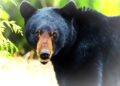 Hungry black bear scratches 87-year-old couple after entering home near South Lake Tahoe