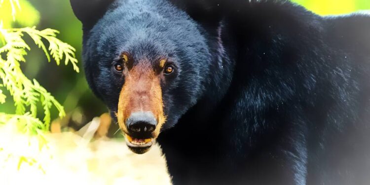 Hungry black bear scratches 87-year-old couple after entering home near South Lake Tahoe