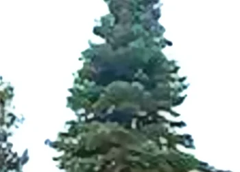 Heavenly Village Unveils 65-Foot Christmas Tree, Marking 10 Years of Tahoe’s Holiday Tradition