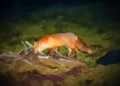 Rare Sierra Nevada Red Fox Captured on Camera in Tahoe Basin First