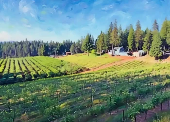 El Dorado Wineries Push for Unified Tourism and Wine Marketing Effort Amid County Support Concerns