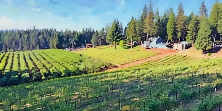 El Dorado Wineries Push for Unified Tourism and Wine Marketing Effort Amid County Support Concerns