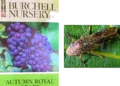 Urgent Consumer Alert Issued Over Grapevines Sold at Northern California Costco Stores After Invasive Pest Discovery