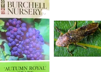 Urgent Consumer Alert Issued Over Grapevines Sold at Northern California Costco Stores After Invasive Pest Discovery