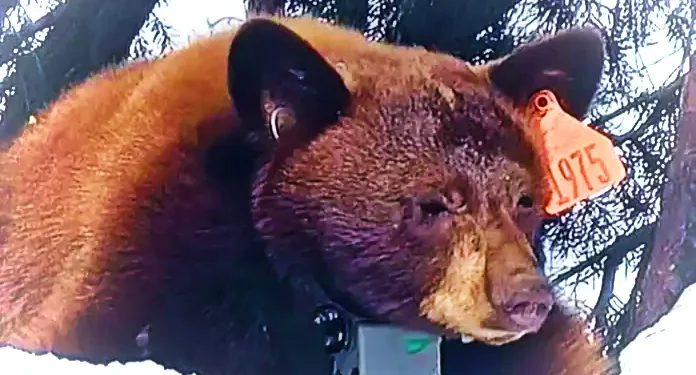 Bear Necessities: Black Bear Spurs Closure of Lifts at Palisades Tahoe