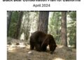 Lake Tahoe’s Bear Problem Spurs Comprehensive Plan to Mitigate Human-Wildlife Conflicts