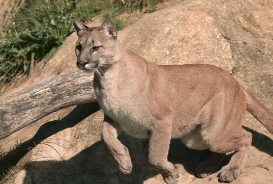 El Dorado County Addresses Rising Mountain Lion Incidents