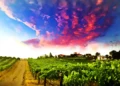 Sierra Foothills Wineries Face Economic Hardships and Environmental Challenges