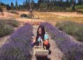 Lavender Blue Festival Boosts Apple Hill’s Economy with Year-Round Agritourism