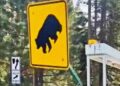 South Lake Tahoe Installs New Bear Awareness Signs Amid Rising Wildlife Collisions