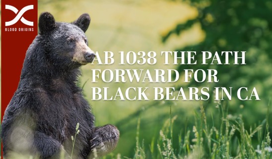 California Assembly Bill 1038 Sparks Debate Over Reinstating Bear Hounding