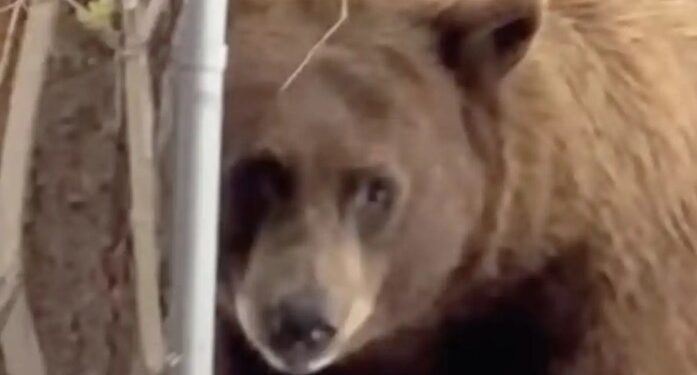 Sweet-Toothed Bear Burglarizes Tahoe Ice Cream Shop, Steals 3-Gallon Tub of Cookie Dough