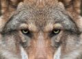 California Enhances Gray Wolf Management to Address Public Safety and Ranching Concerns
