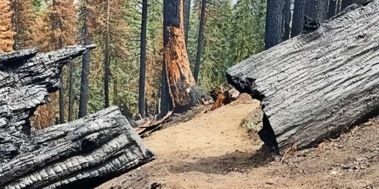 Forest Service Backs ‘Fix Our Forests Act’ as USDA Invests $23M to Cut Wildfire Risks