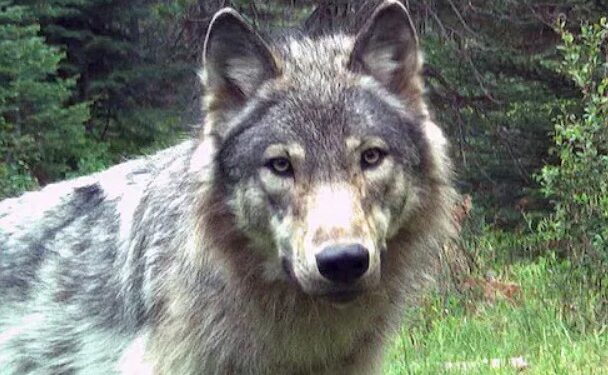 Gray Wolf Activity Spurs Emergency Declarations Across Northern California