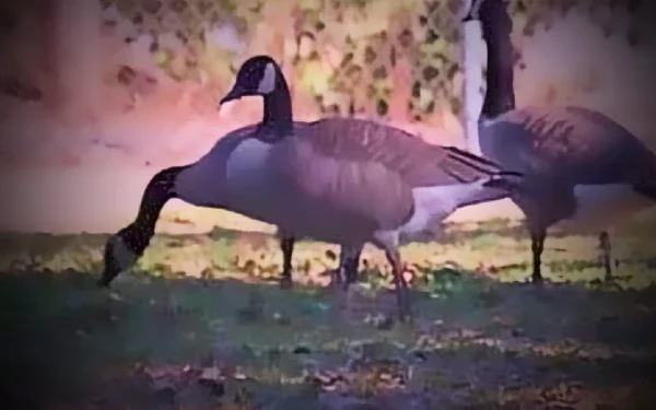 Avian flu confirmed in Canada geese at Cameron Park Lake — local officials warn residents