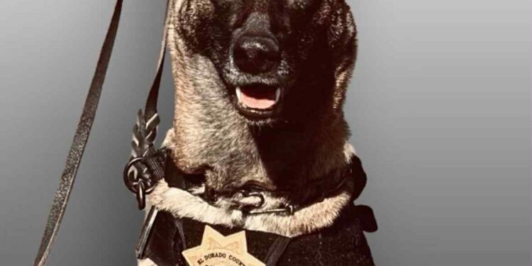 El Dorado County Rallies to Protect K9 Officer Evi With Custom Safety Vest Fundraiser