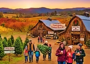 Local Farms Kick Off Holiday Season — Apple Hill Growers Association Christmas Tree Farms Open for 2025 Season