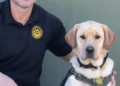 El Dorado County Sheriff Adds High-Tech K9 Cooper