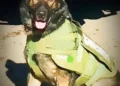 El Dorado County Mourns Retired K9 Bak