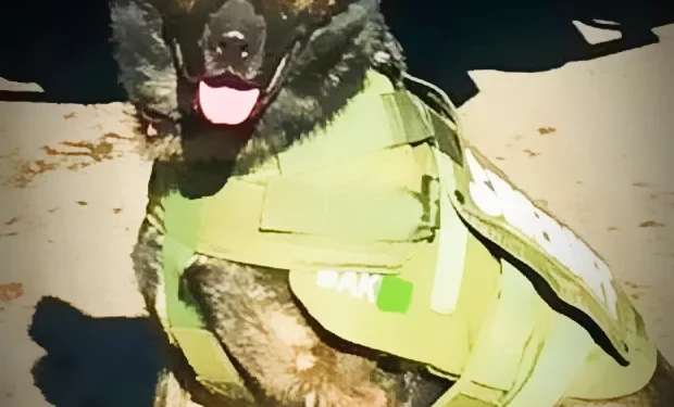 El Dorado County Mourns Retired K9 Bak