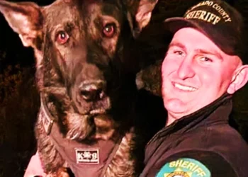 El Dorado County K-9 Neo Retires After Injury