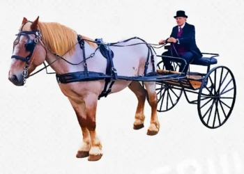 Highway 50 Wagon Train Teamster Wins Top Honor