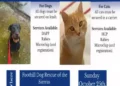 Free Pet Vaccine Clinic Set for Oct. 25 in El Dorado County