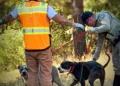 Two Dogs Rescued Along US-50 in Pollock Pines
